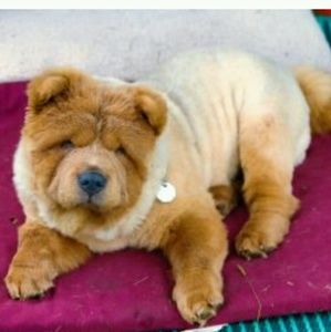 Meet your Posher, Chamicka